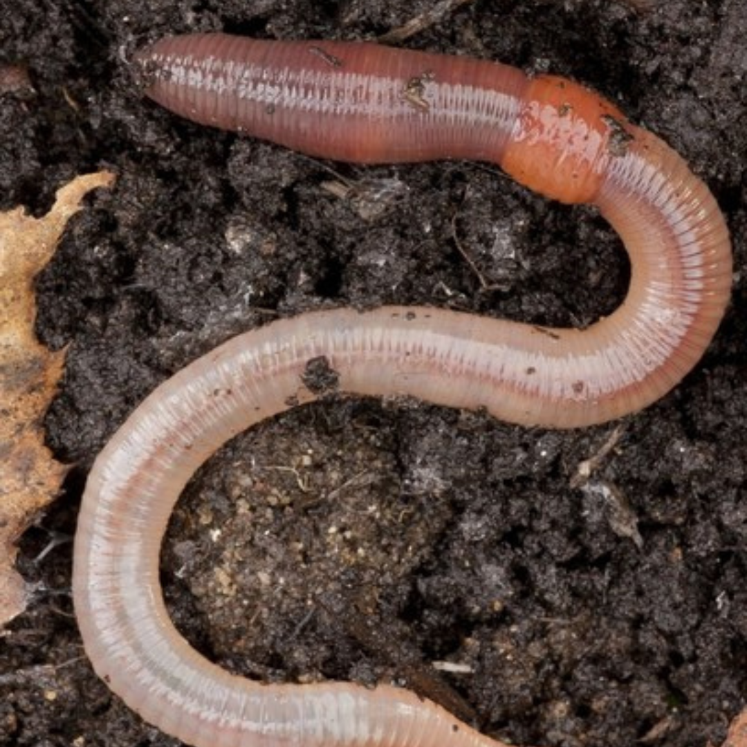 Vers de terre Vivant