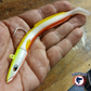 Swimmy Eel 5" Realiste
