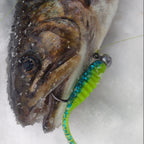 Walleye on the ice with a green and blue soft plastic lure near its mouth.