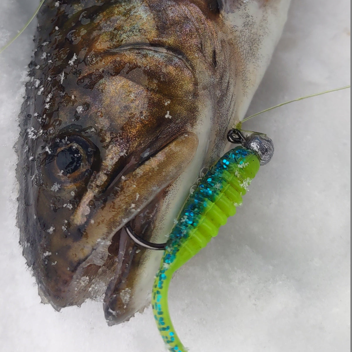 Doré sur la glace avec un leurre souple vert et bleu près de la bouche.
