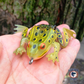 Froggy Bait Topwater 3"