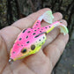 Spin Froggy Topwater 3.5"