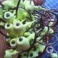 Tête Olive Eyes 3D