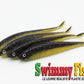 Swimmy Fish Scent 4.25"